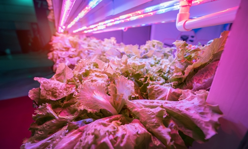 LED植物工厂亮相山东寿光菜博会